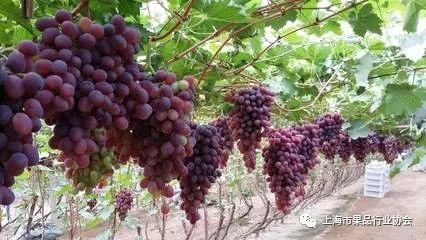 秒控皇权 第54页