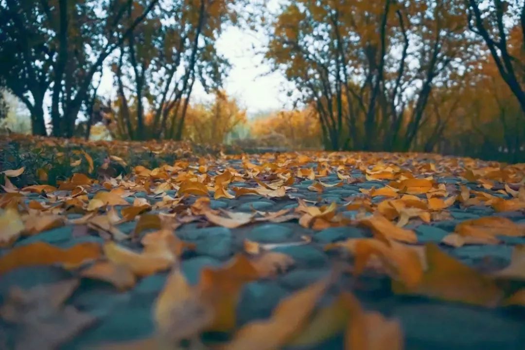 晚秋双轨，字谜与生活的奇妙交织晚秋字谜双轨运行春日无人