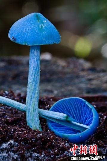 蓝彩菌王，自然之力的健康守护者—揭秘其治疗功效蓝彩菌王说明书冫